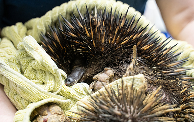 echidna being held in towels